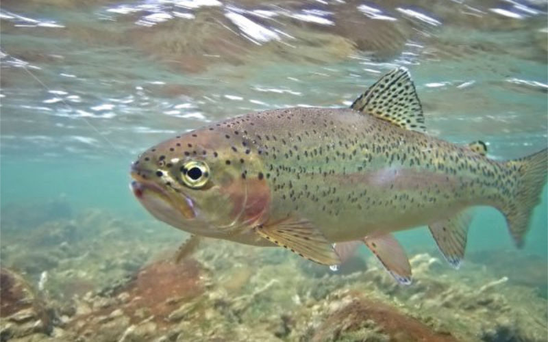 AMK Aquaculture Northern Ireland trout producers.